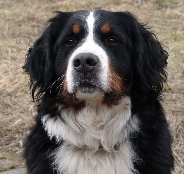 Chelsea Queen Elsa - 2 roky a 3 měsíce