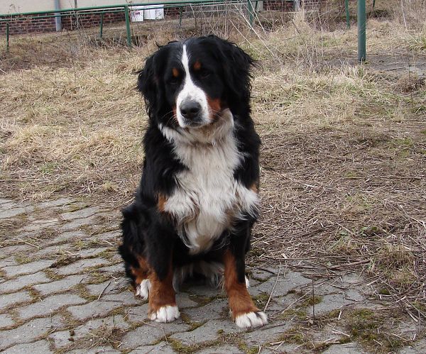 Chelsea Queen Elsa - 2 roky a 3 měsíce