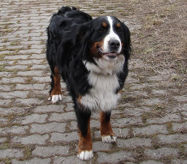 Chelsea Queen Elsa - 2 roky a 3 měsíce