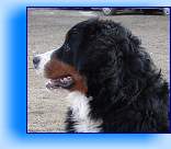 5a_8_mesicu_profil 