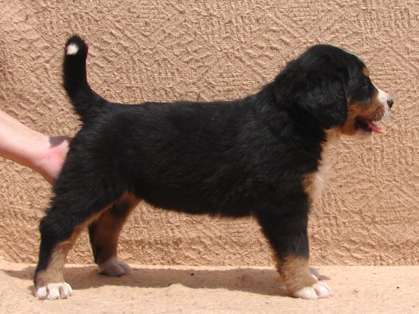 Iccony8 