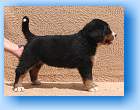 Iccony8 