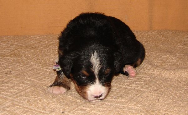 Image Baby1 