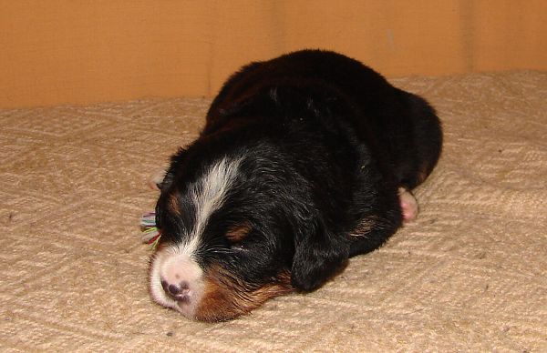 Image Baby2 