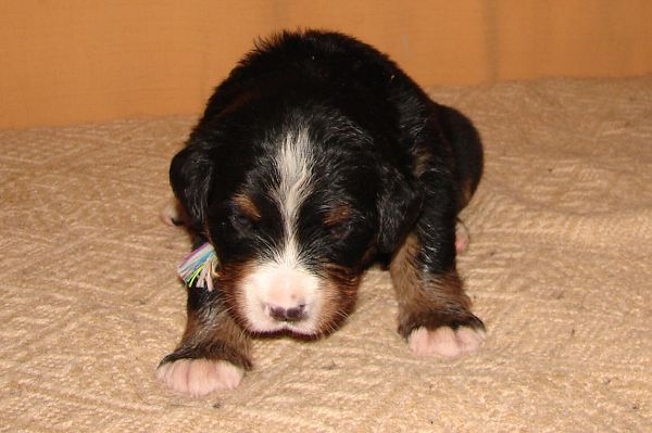 Image Baby3 