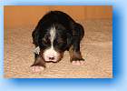 Image Baby3 