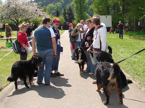 Svod mladých ... vrh I se připravuje 