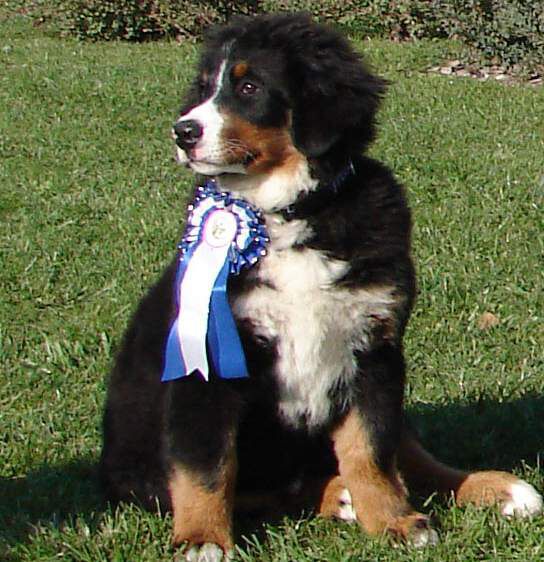 Kristof - nejkrásnější štěně SV SKŠSP 2008 