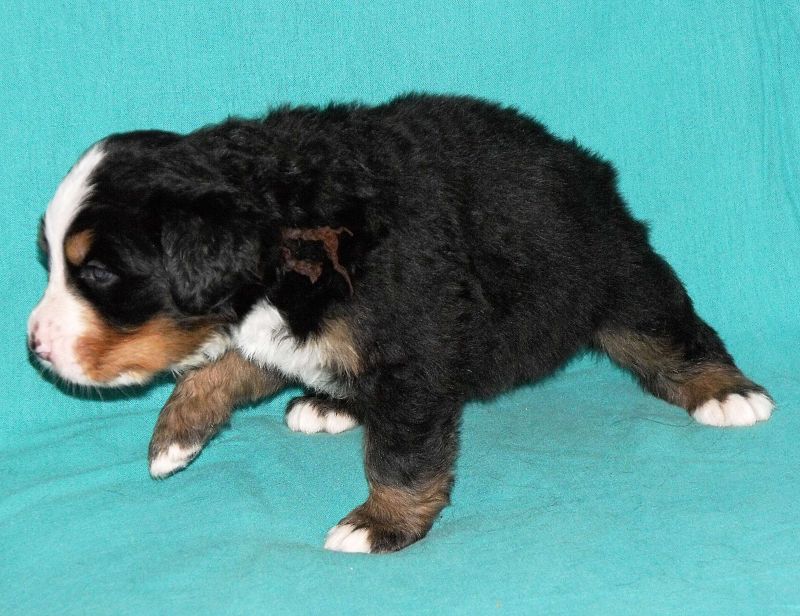Magic Gruver - 3 týdny / 3 weeks