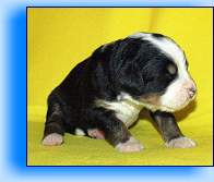 5.pes-male1 