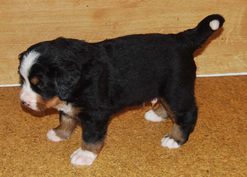 Obi-Wann - 3,5 týdne