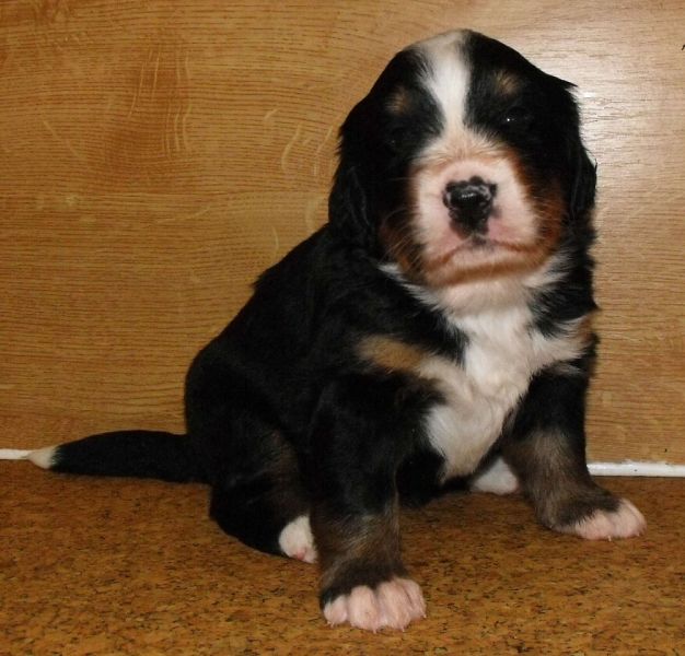 fena (female) Orfhlaith_4 