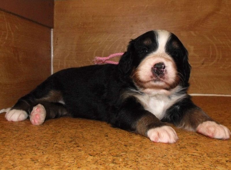 fena (female) Ounnie_2 