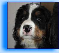 Orestes1 