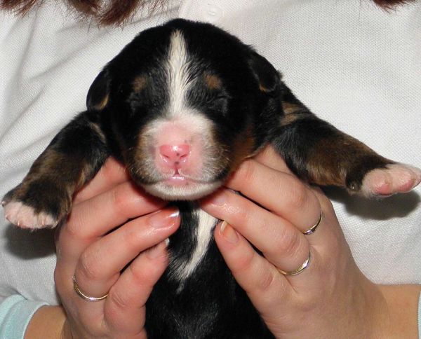 Vrh P - pes 1 (litter P - male 1)