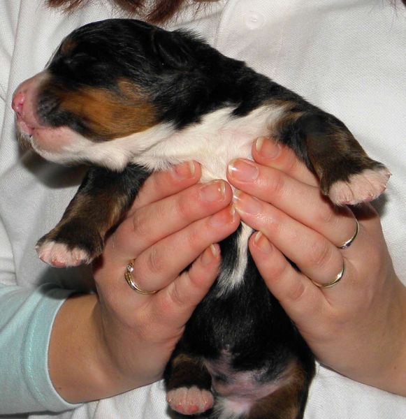 Vrh P - pes 1 (litter P - male 1)