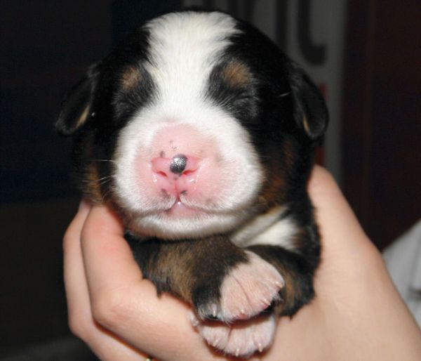 Vrh P - pes 2 (litter P - male 2)