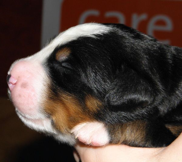 Vrh P - pes 2 (litter P - male 2)