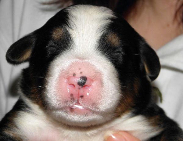 Vrh P - pes 2 (litter P - male 2)