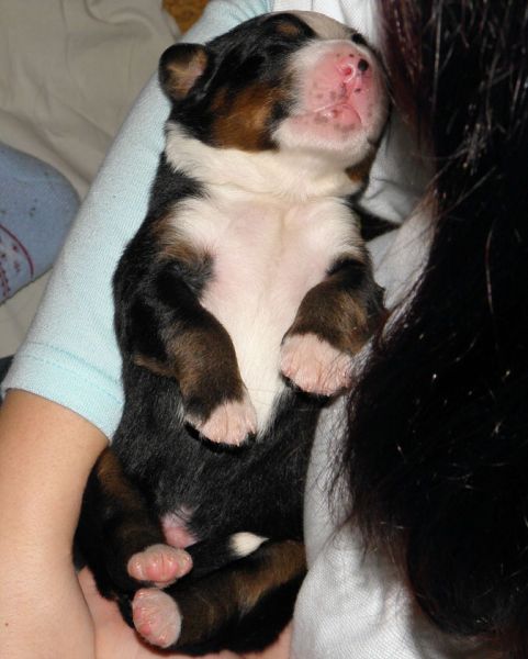 Vrh P - pes 2 (litter P - male 2)