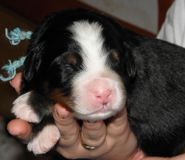 Vrh P - pes 3  (litter P - male 3)