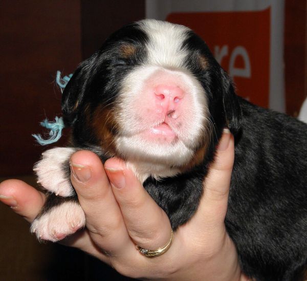 Vrh P - pes 3  (litter P - male 3)