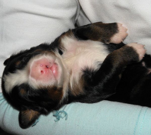 Vrh P - pes 3  (litter P - male 3)