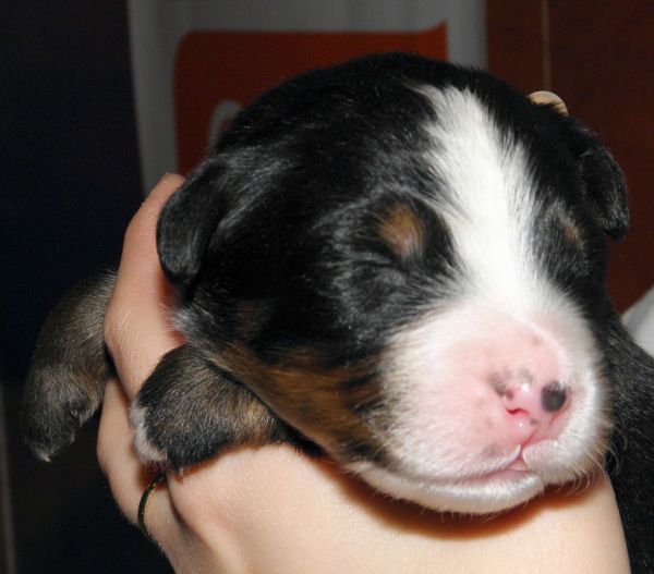 Vrh P - pes 6  (litter P - male 6)