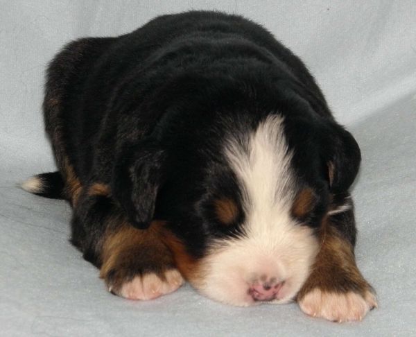 Prima Elisabeth - 2 weeks