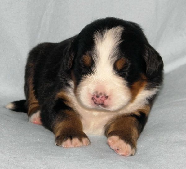 Prima Elisabeth - 2 weeks