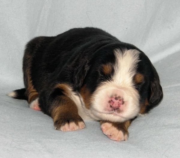 Prima Elisabeth - 2 weeks