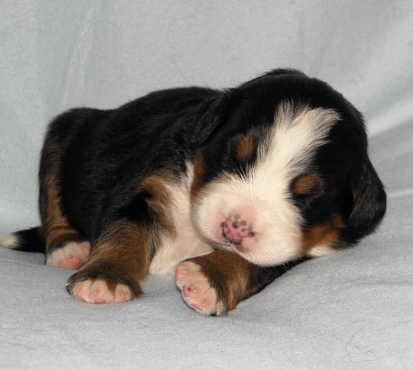 Prima Elisabeth - 2 weeks