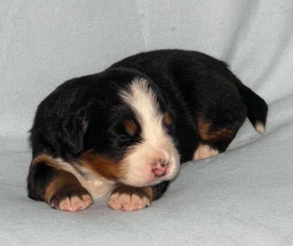 Prima Elisabeth - 2 weeks