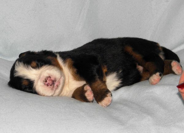 Prima Elisabeth - 2 weeks