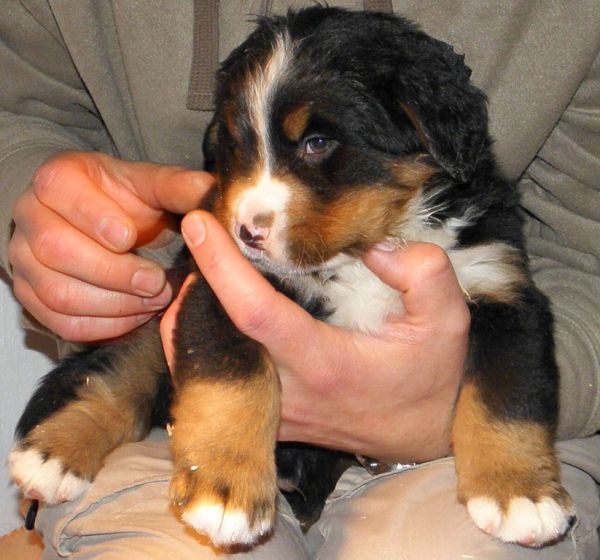pejsek č. 1 (male 1)