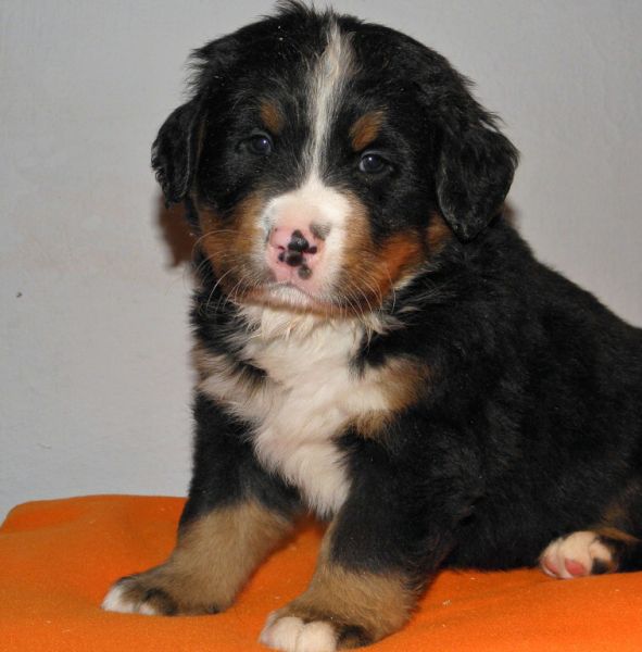 pejsek č. 1 (male 1)