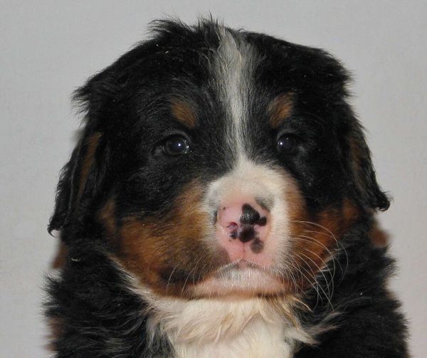 pejsek č. 1 (male 1)