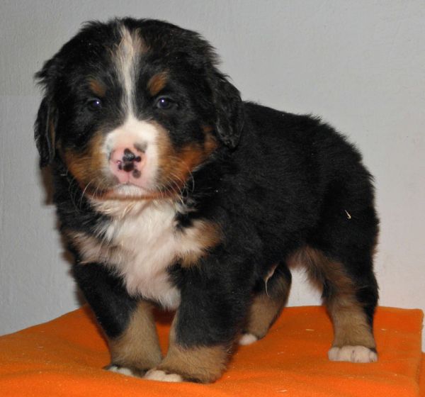 pejsek č. 1 (male 1)