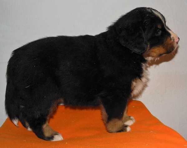 pejsek č. 1 (male 1)