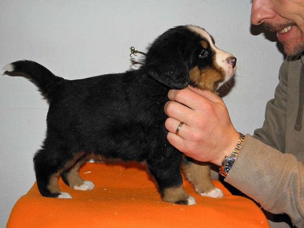 pejsek č. 2 (male 2)