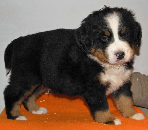pejsek č. 2 (male 2)