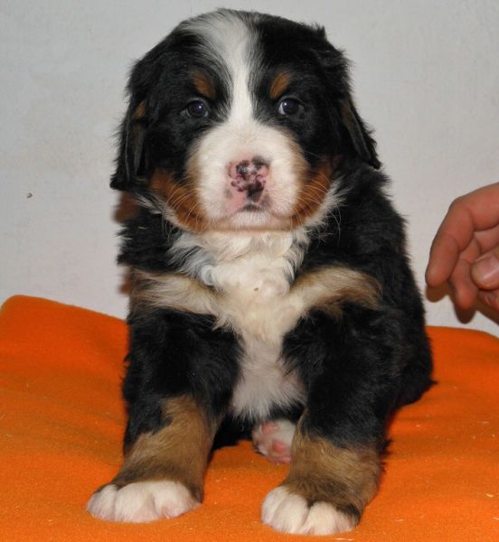 pejsek č. 3 (male 3) - Patton Tonny