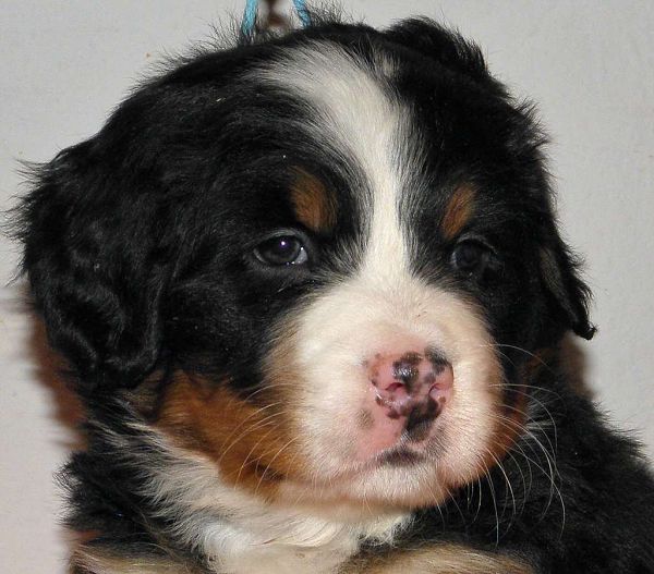 pejsek č. 3 (male 3) - Patton Tonny