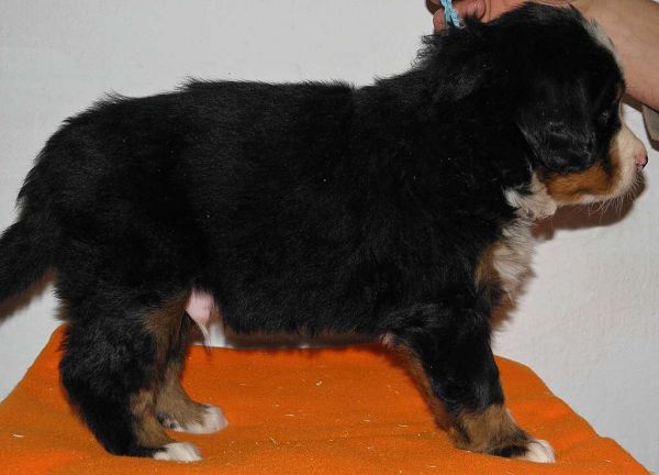 pejsek č. 3 (male 3) - Patton Tonny
