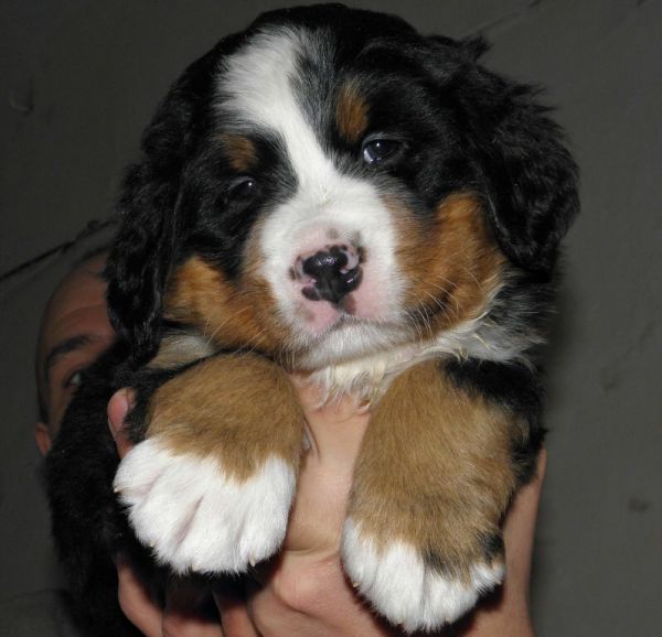 pejsek č. 4 (male 4) 