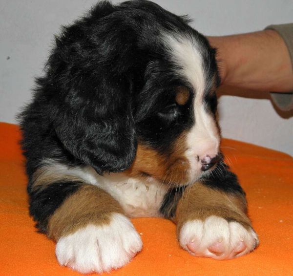 pejsek č. 4 (male 4) 