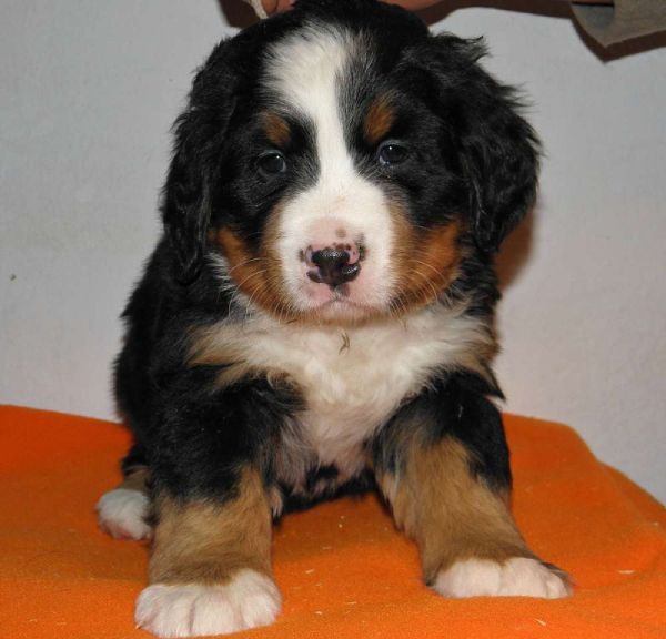 pejsek č. 4 (male 4) 