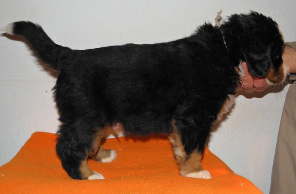 pejsek č. 4 (male 4) 