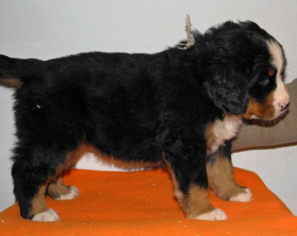 pejsek č. 4 (male 4) 