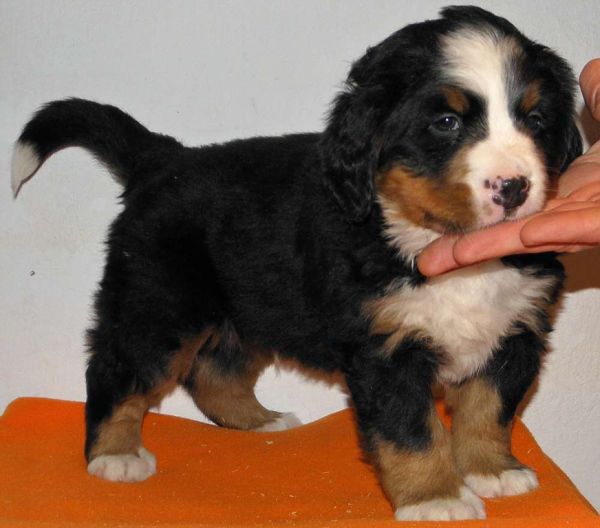 pejsek č. 4 (male 4) 